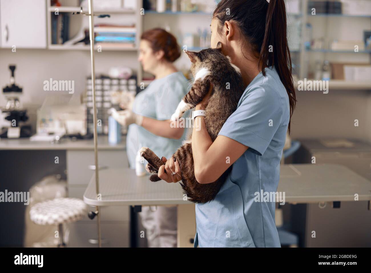 Veterinarian embraces adorable cat kitten looking at colleague in clinic Stock Photo