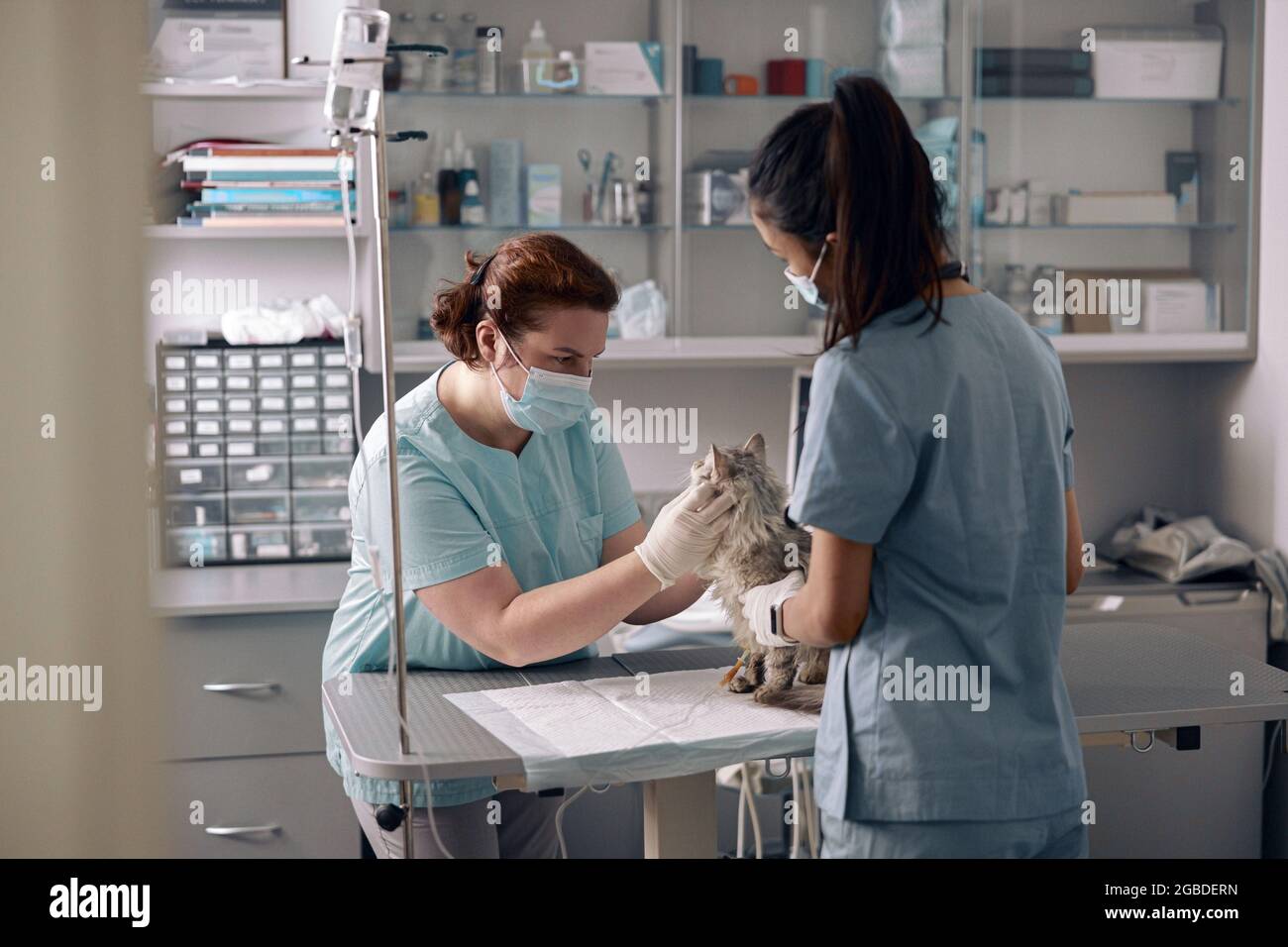 Nurse holds fluffy cat while veterinarian examines animal in hospital Stock Photo
