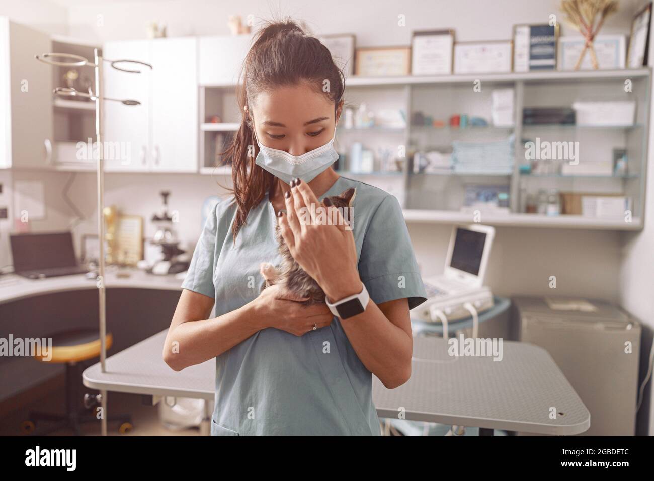 Asian veterinarian trainee in uniform holds tabby kitten at appointment in clinic Stock Photo