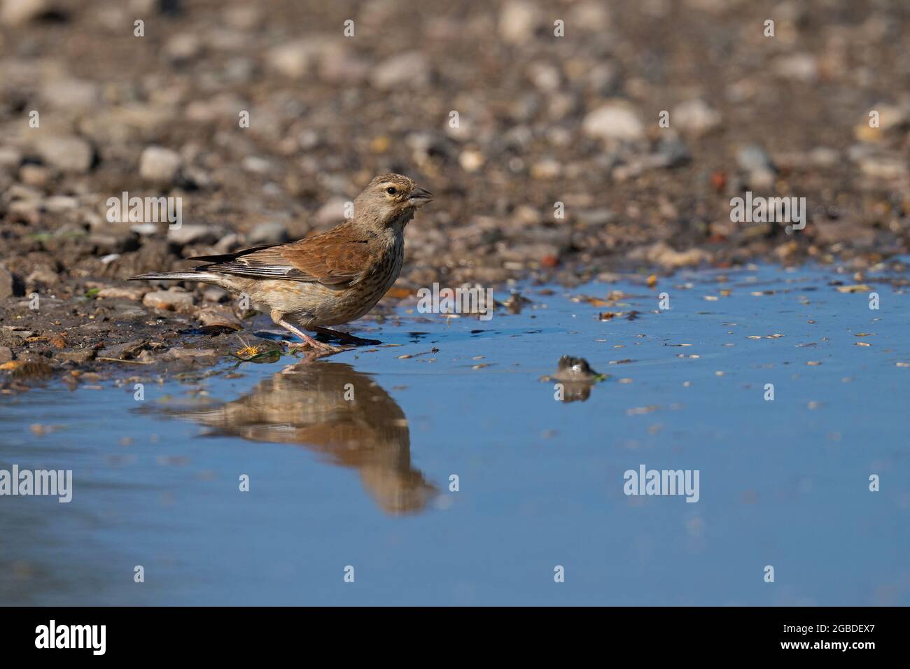Female Common  Linnet- Linaria cannabina drinks water from a puddle. Stock Photo