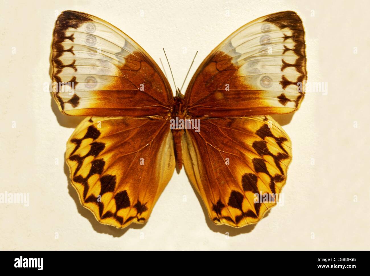 Photo butterflies Stichophthalma Louisa Mathilda Stock Photo