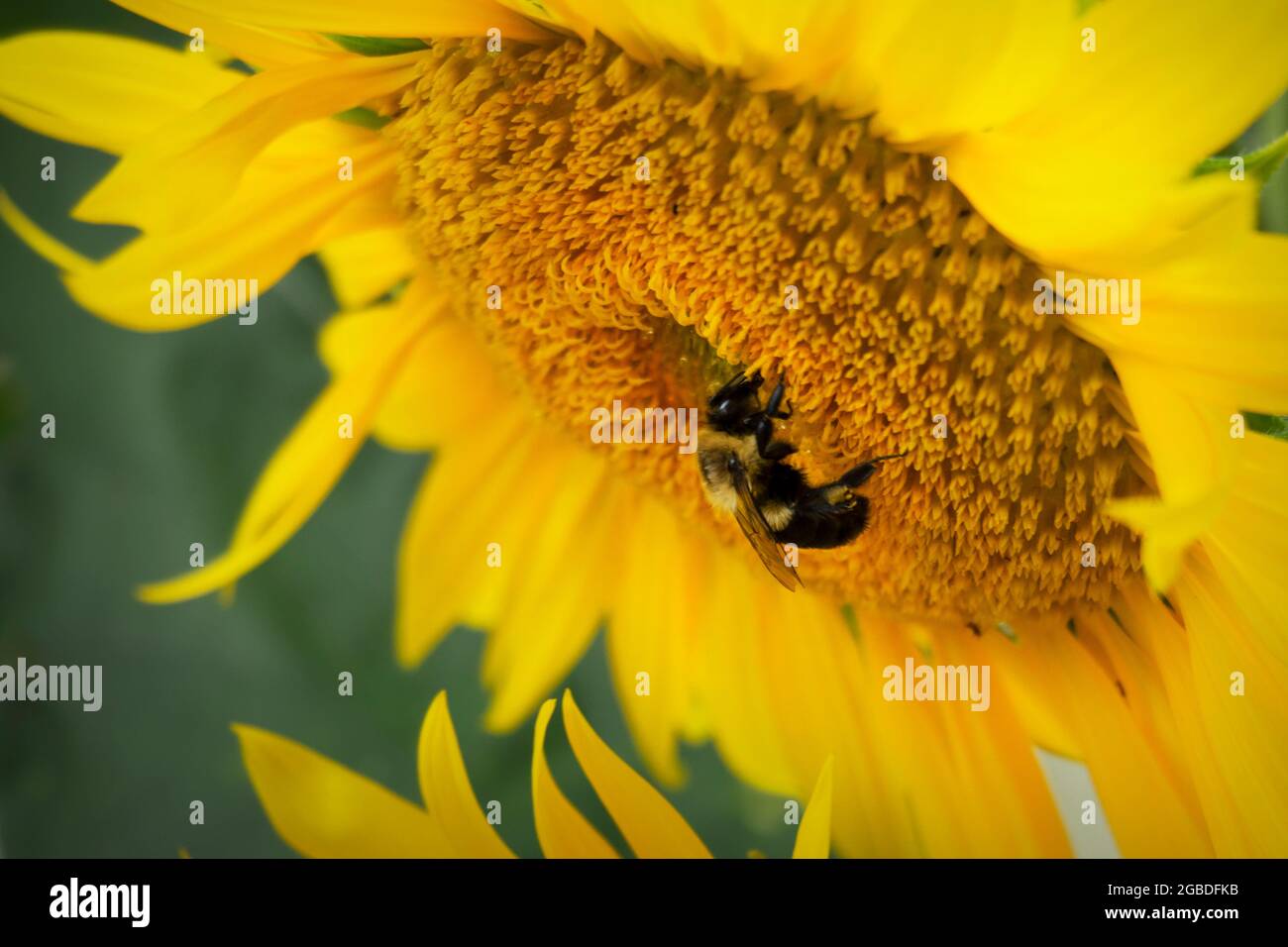 A bumble bee works on collecting pollen on a sunflower.  Close up view. Stock Photo