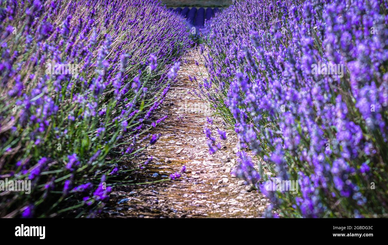 Purple lavender fields at Hitchin Lavender Farm, Hertfordshire Stock