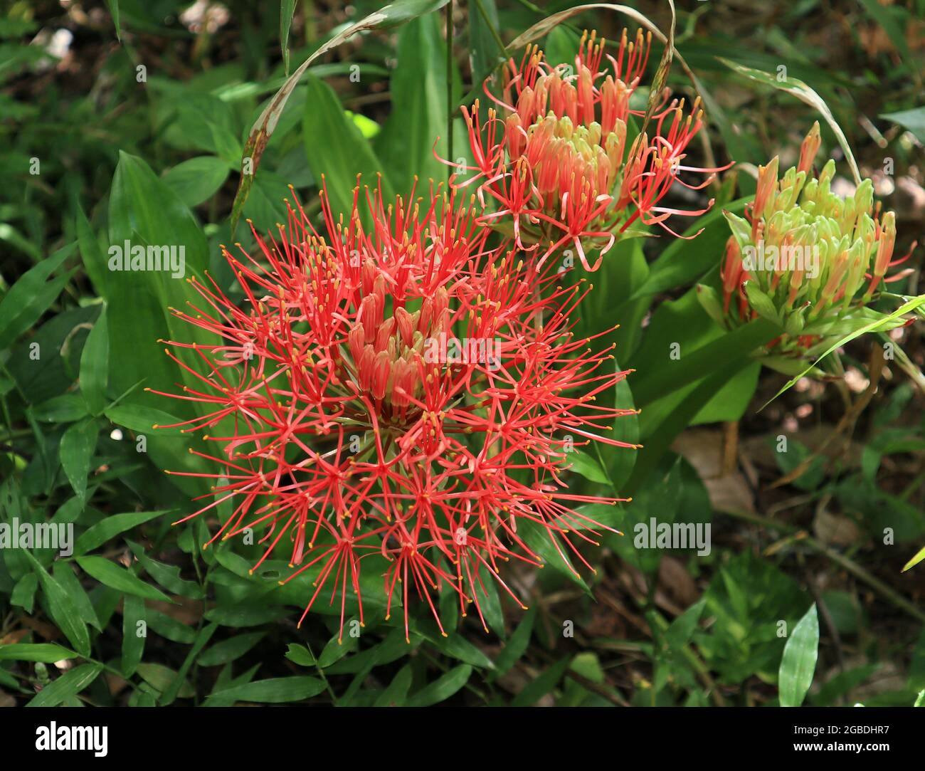 Close up of red flowers similar to red spider lily in the wild, This flower belongs to biological classification genus Lycoris Stock Photo
