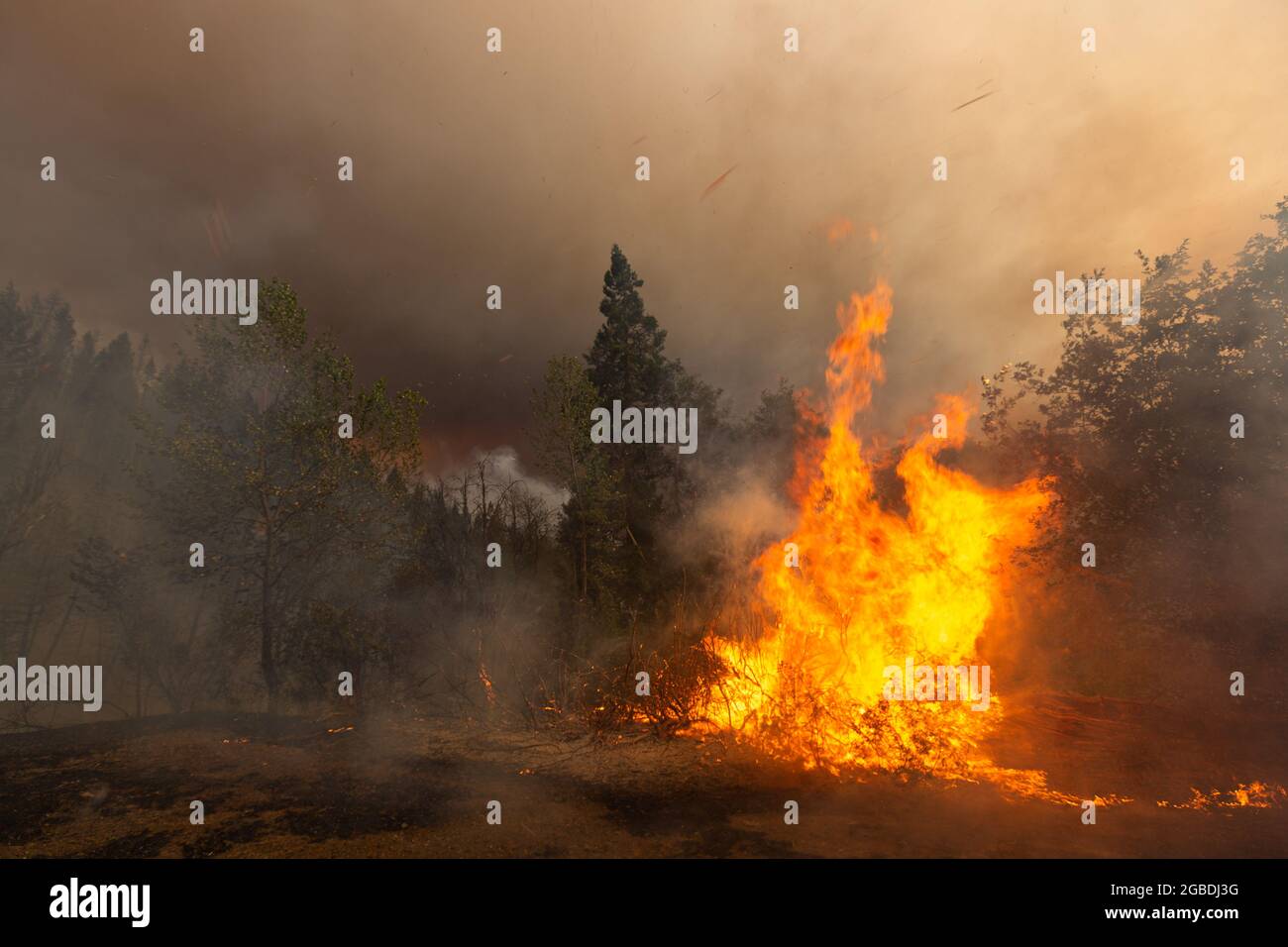 A tree ignites on fire during the McFarland Wildfire near Hayfork, CA