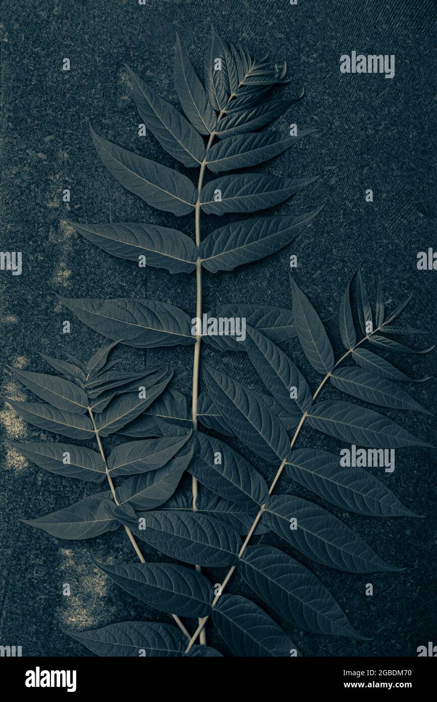Photo inspiration: Fresh Look at Green Palm Leaves On Black Granite Background Creative Minimalism