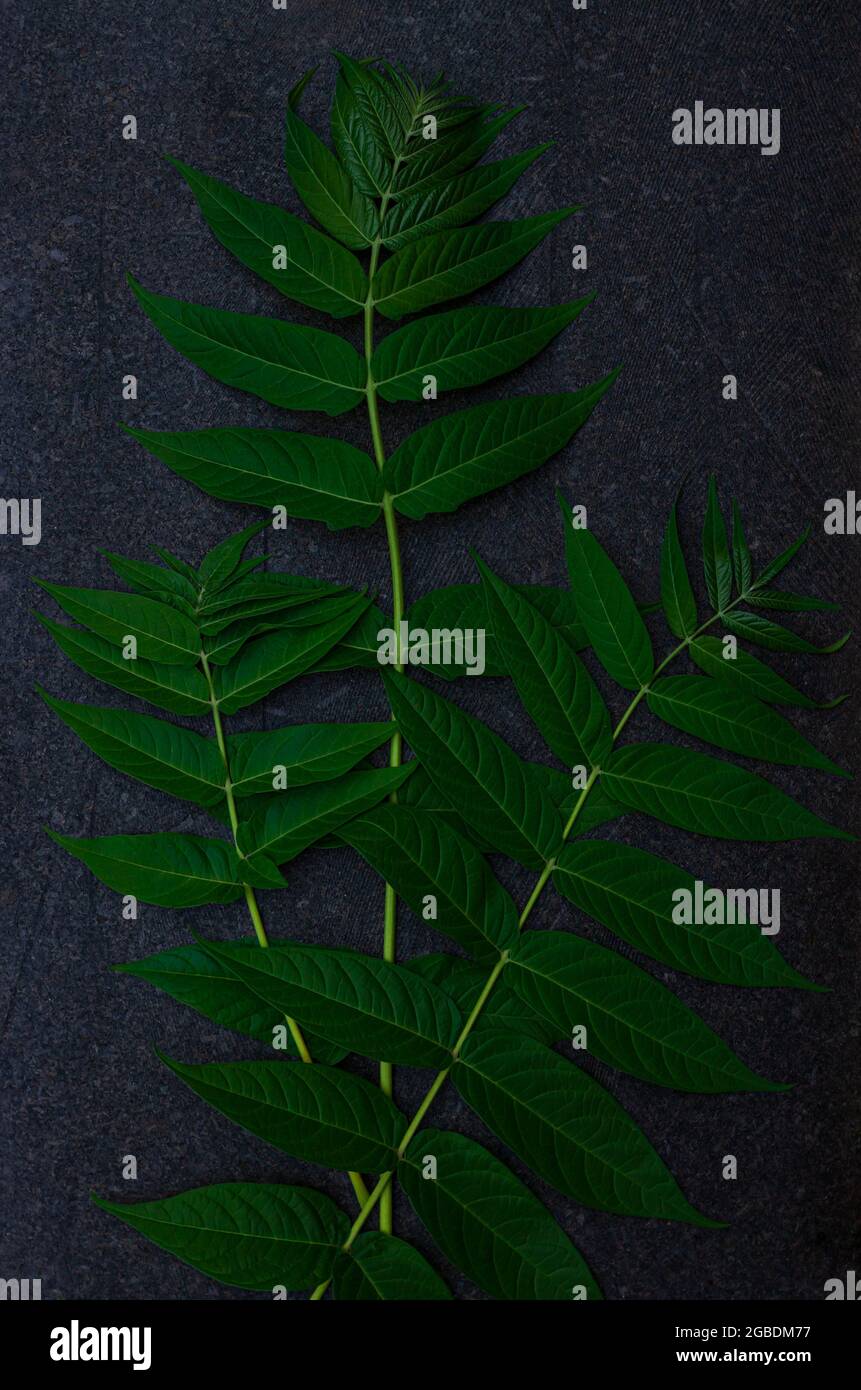Photo inspiration: Green Palm Leaves On Black Granite Background Creative Minimalism Photo Inspiration