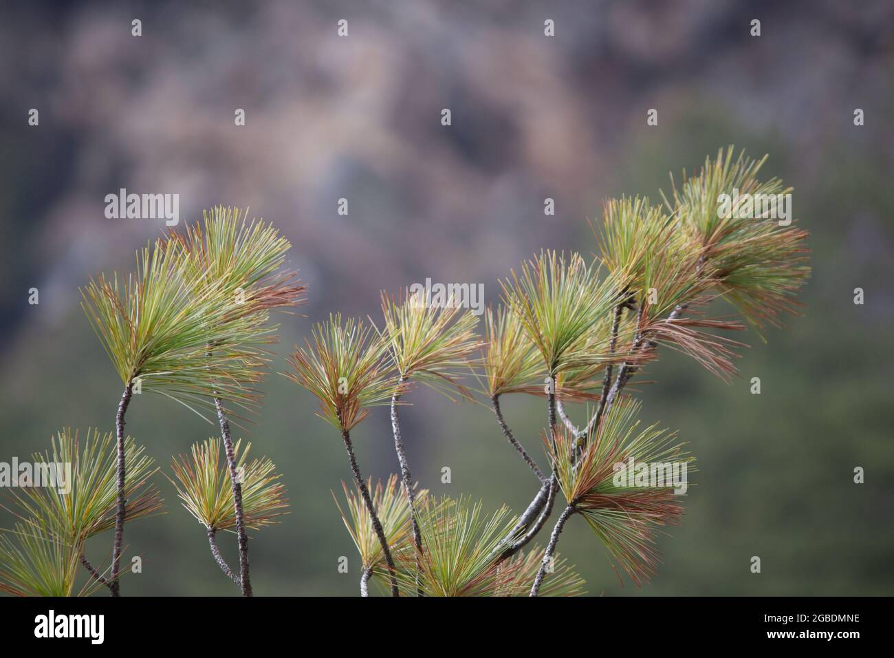 Closeup of pine tree branches in the blurred background Stock Photo - Alamy