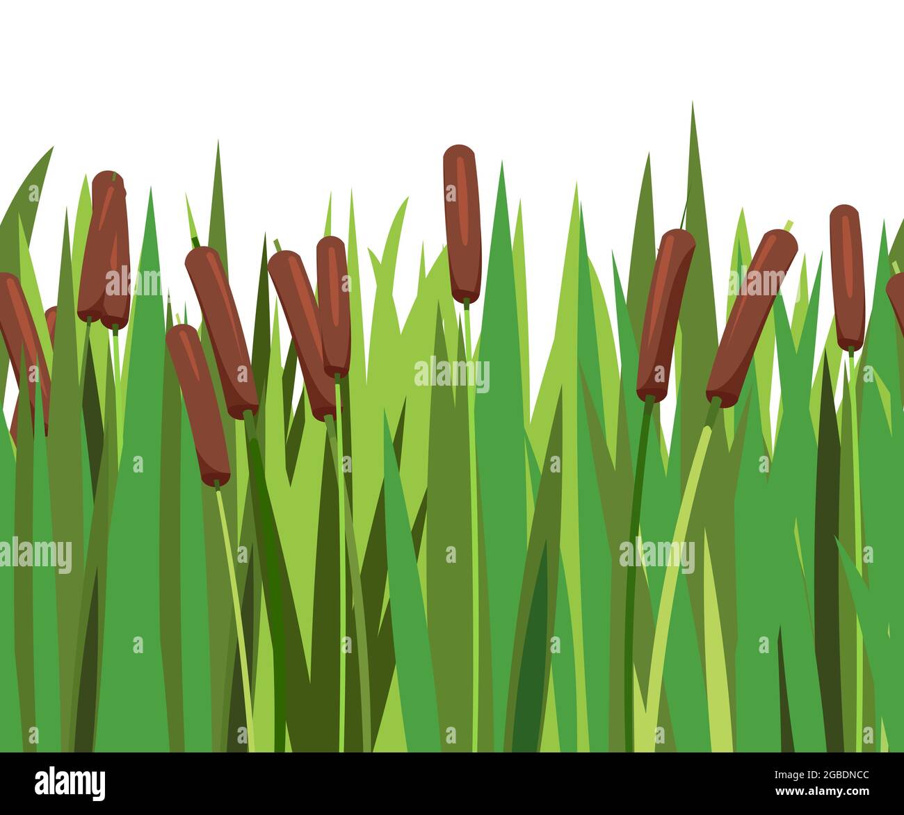 Thickets of reeds. Swampy wild landscape. Seamless composition. Overgrown bank of a pond or river. Weed grass. Isolated illustration vector. Stock Vector