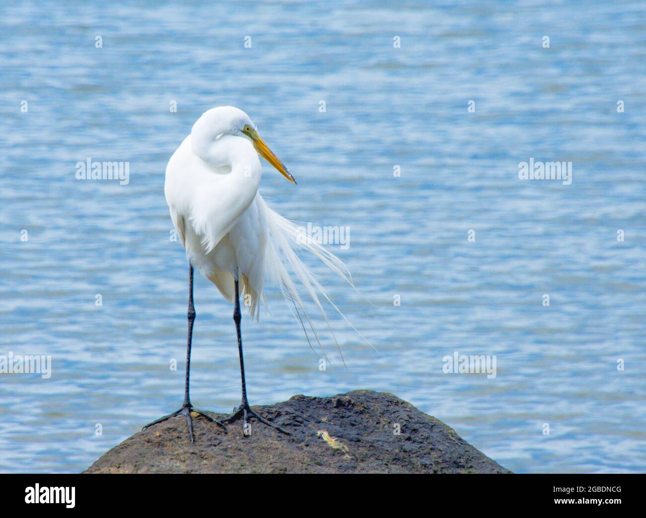 Great egret (Ardea alba) rests while preening on a rock.  Copy space. Stock Photo