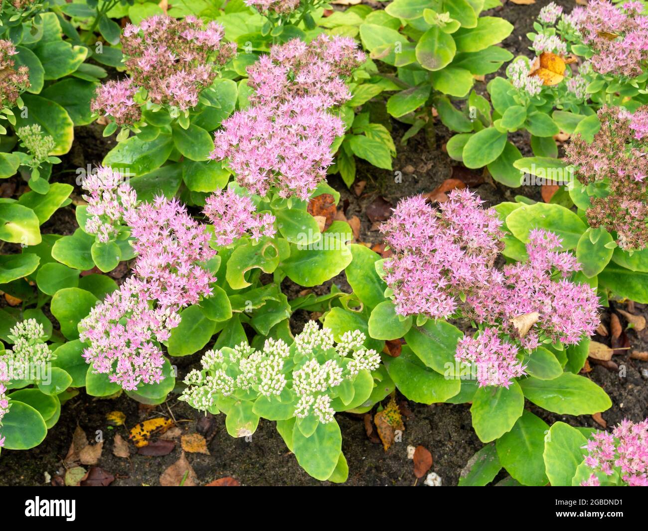Pink flowers and buds of Showy stonecrop or iceplant, Sedum spectabile or Hylotelephium spectabile in autumn, Netherlands Stock Photo