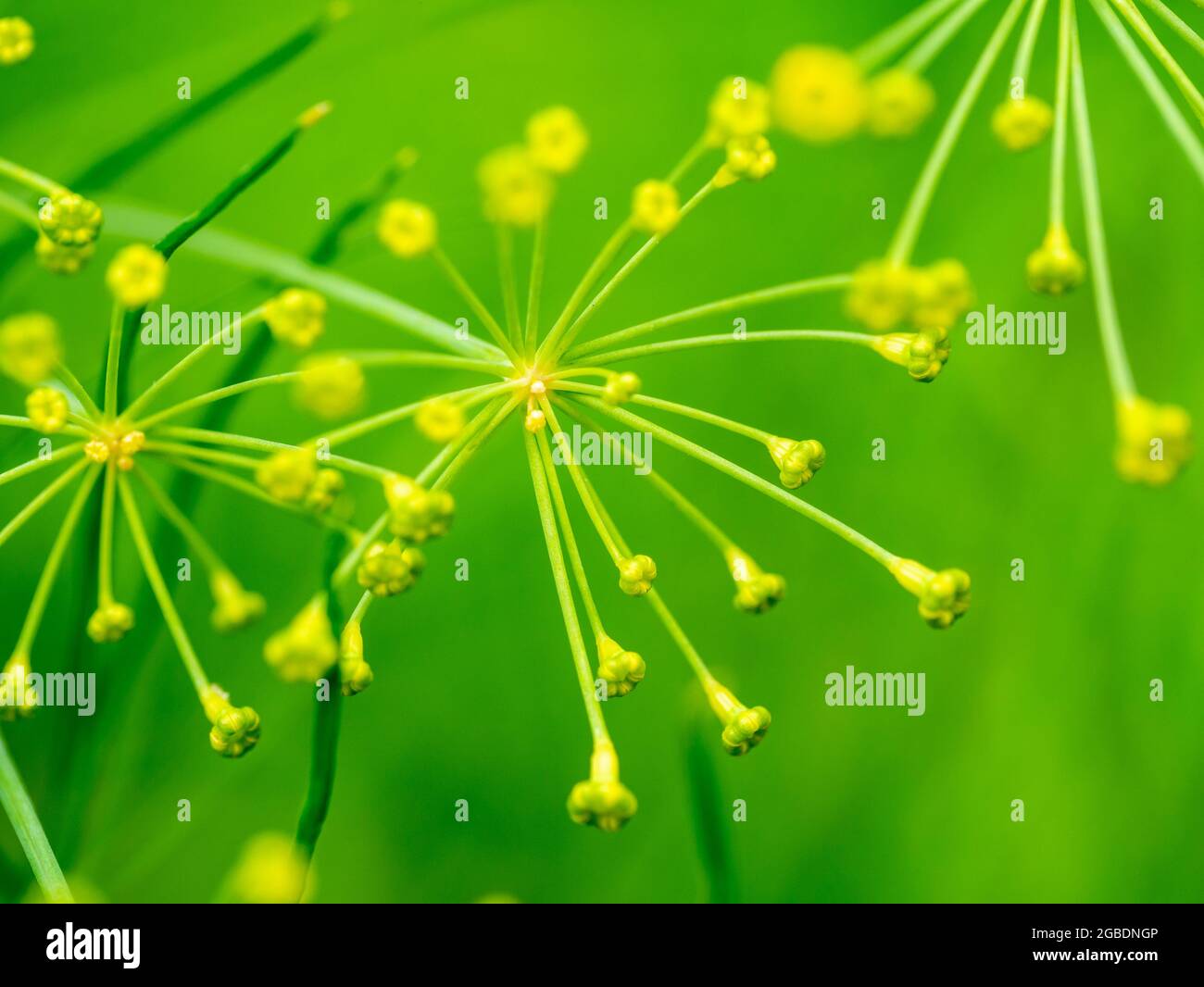 Dill, Anethum graveolens, close-up of buds and flowers of annual herb in garden, Netherlands Stock Photo