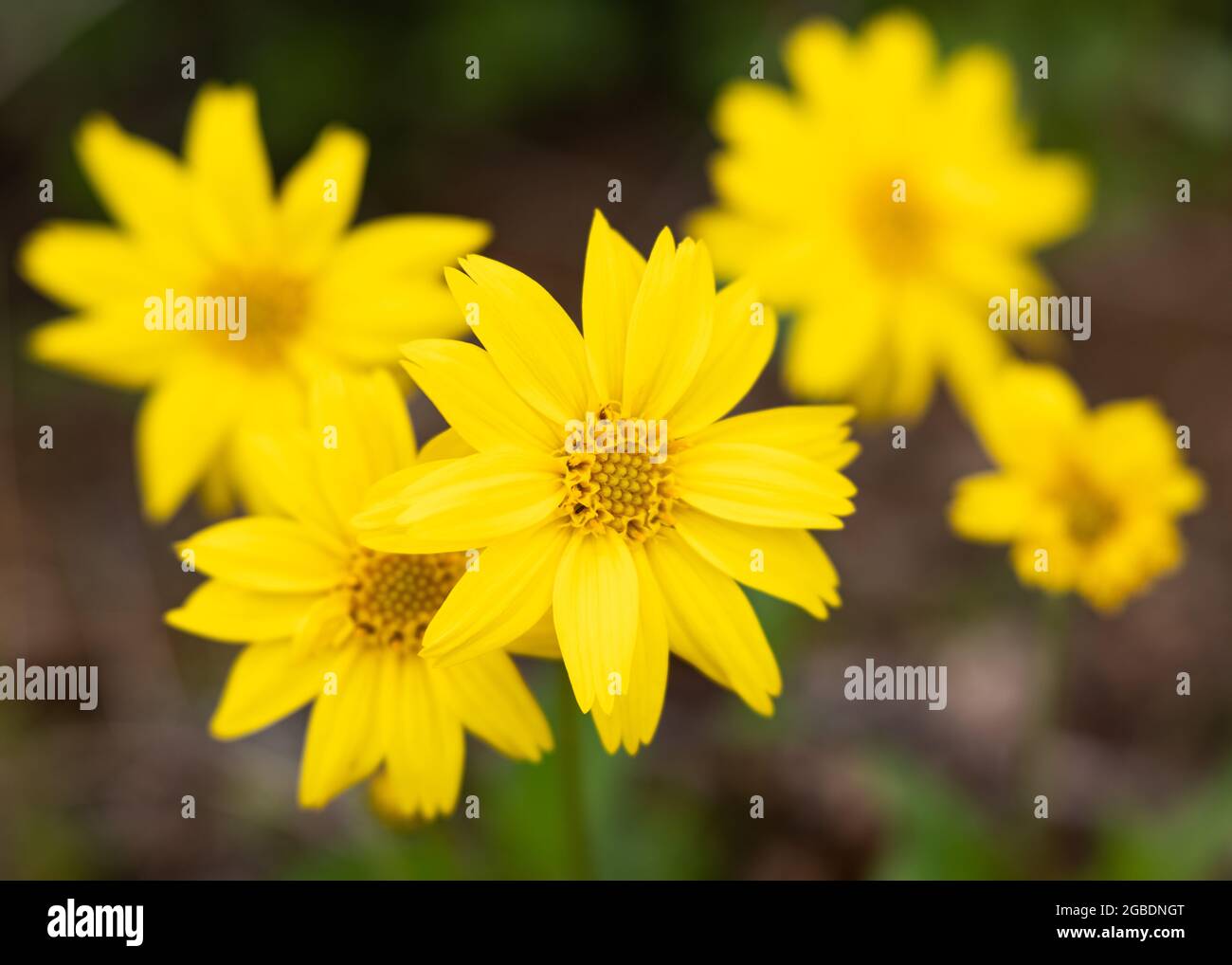 Yellow Daisy Bellis perennis in Bloom Stock Photo