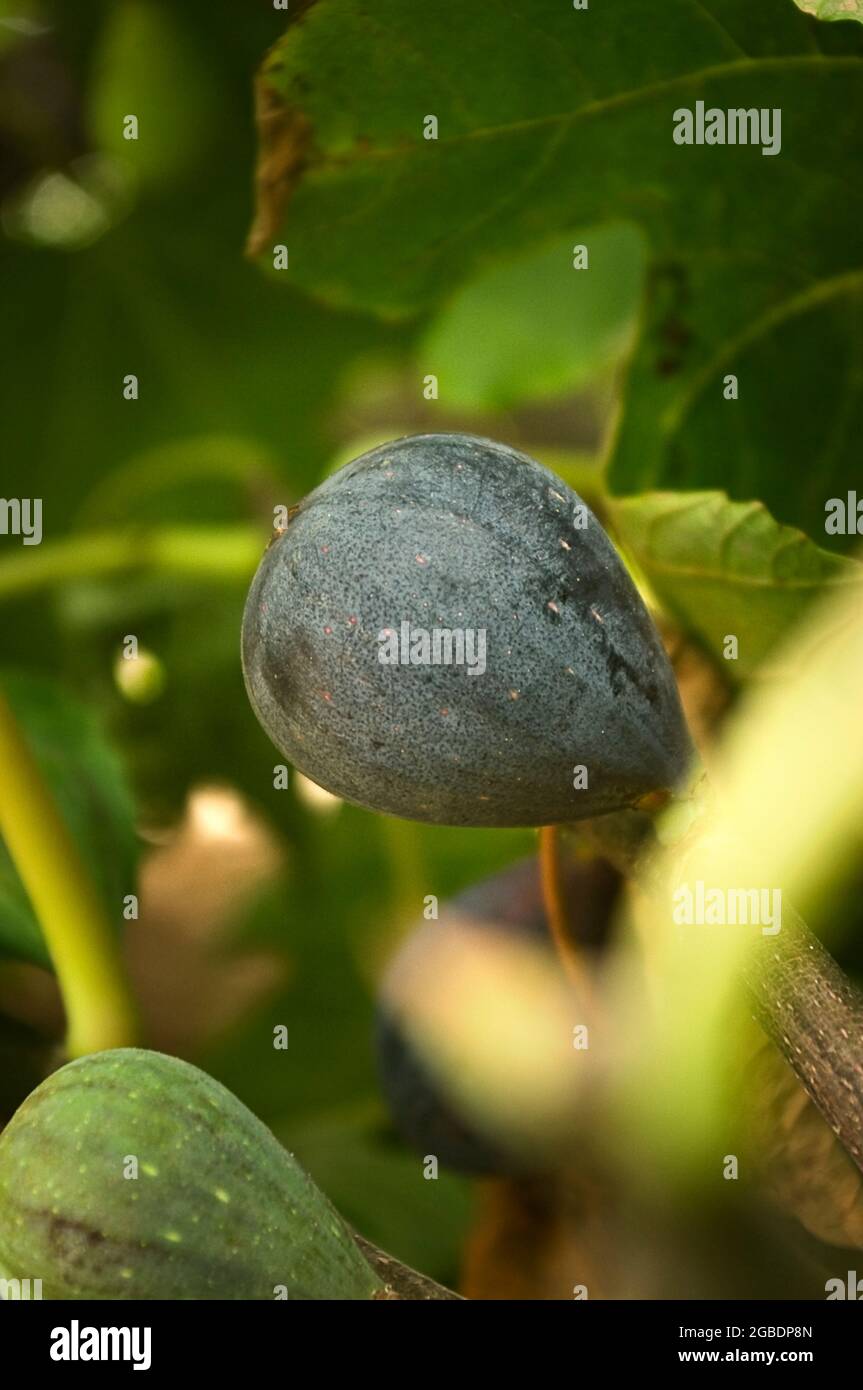 Ripe fig hanging on the fig tree ready for picking. Stock Photo