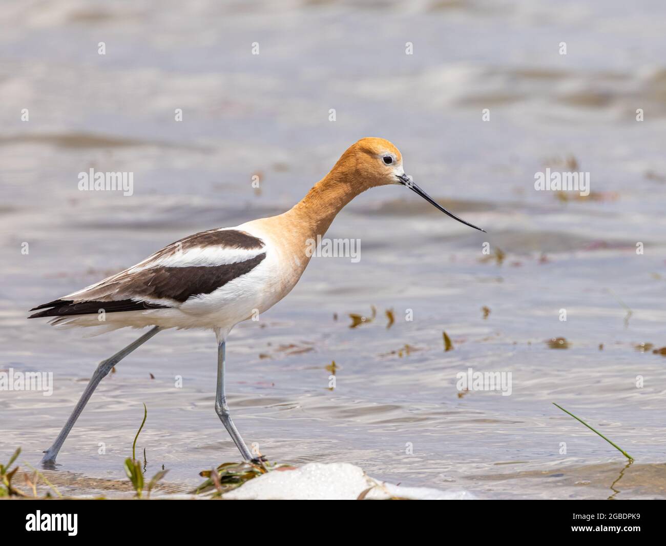 American Avocet on the beach searching for food Stock Photo