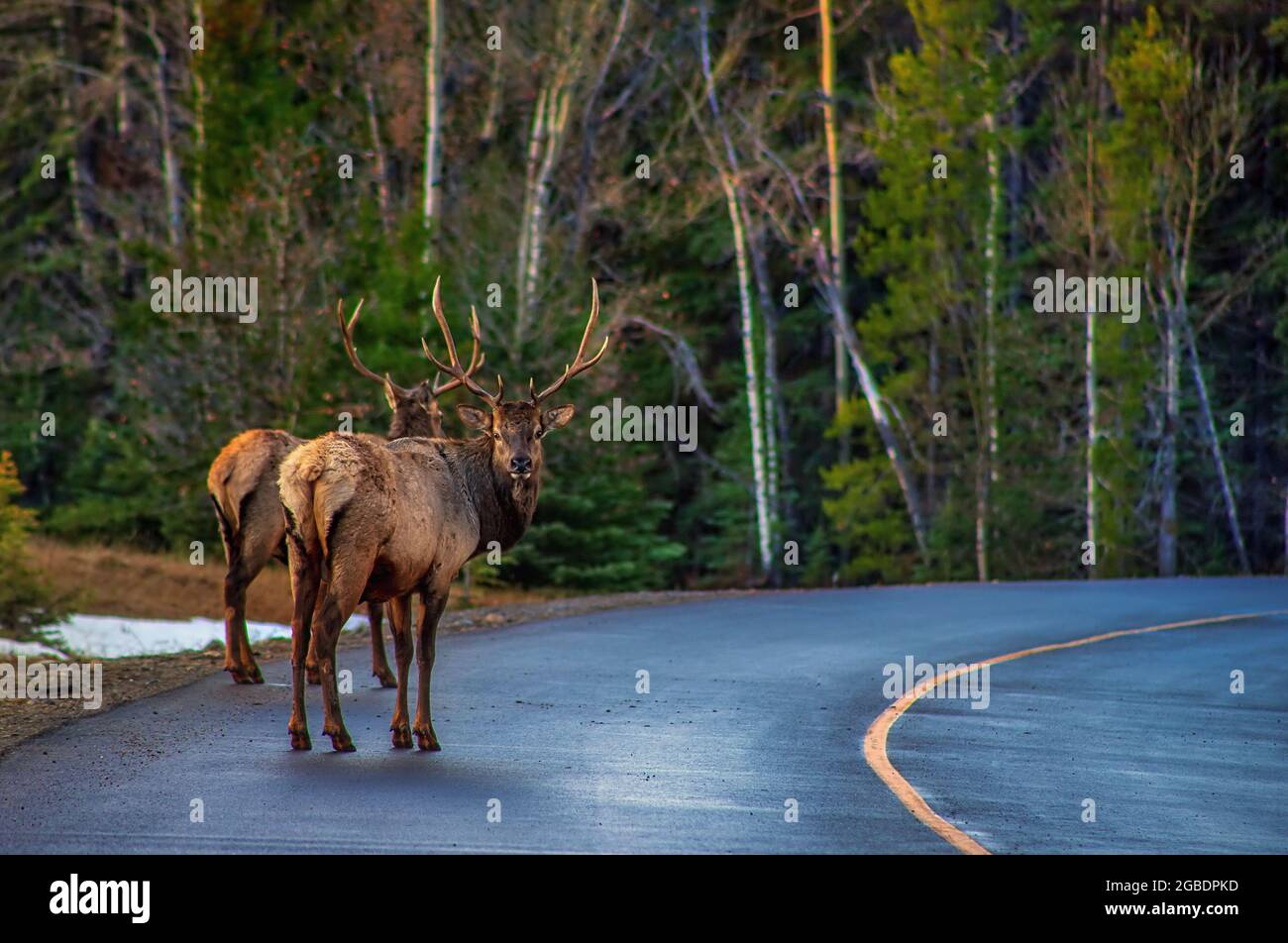 Elk On The Road Stock Photo
