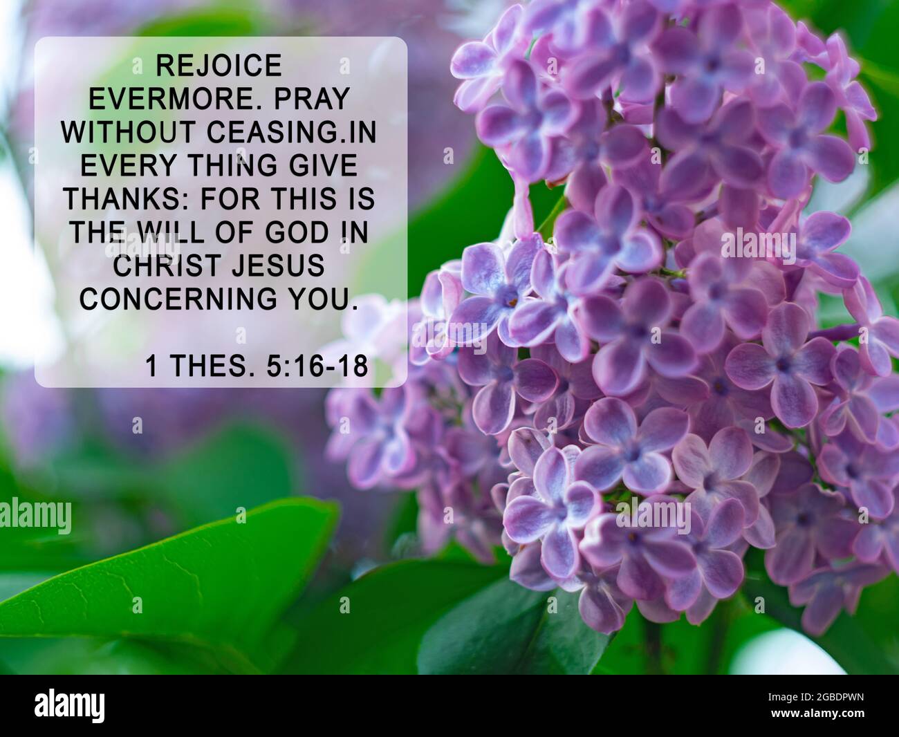 Bible quote on lilac flower background. Inspiration Christian praying