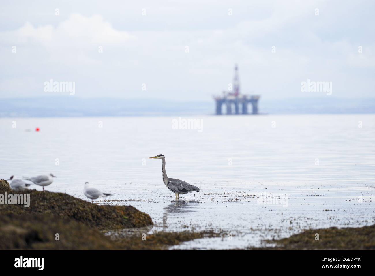 Heron in the coastal waters of Firth of Forth, with an oil rig in the background - Fife, Scotland (UK) Stock Photo