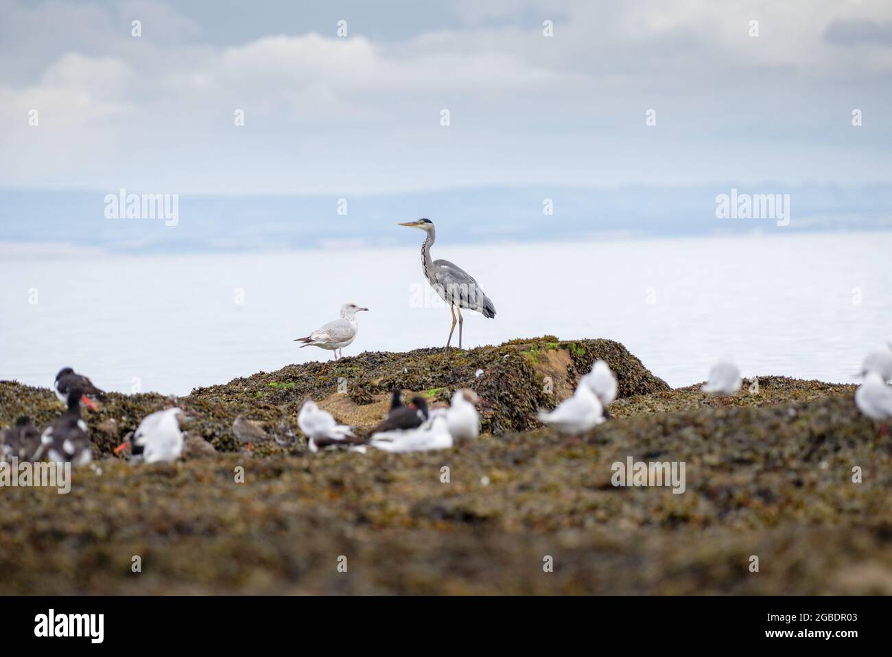 Heron in the coastal waters of Firth of Forth - Fife, Scotland (UK) Stock Photo