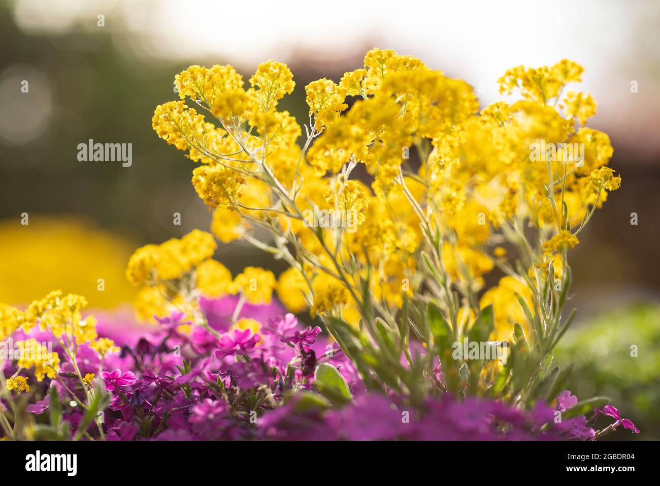 Golden aurinia saxatilis flowers and purple aubrieta cascade with lots of small petals beautifully blooming in a garden surrounded by greenery on a su Stock Photo