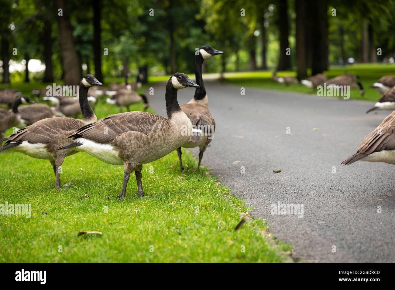 Big group of Canadian geese walking in Valkenburg park in Breda city  centre, The Netherlands, while eating green grass from the field while  being surr Stock Photo - Alamy