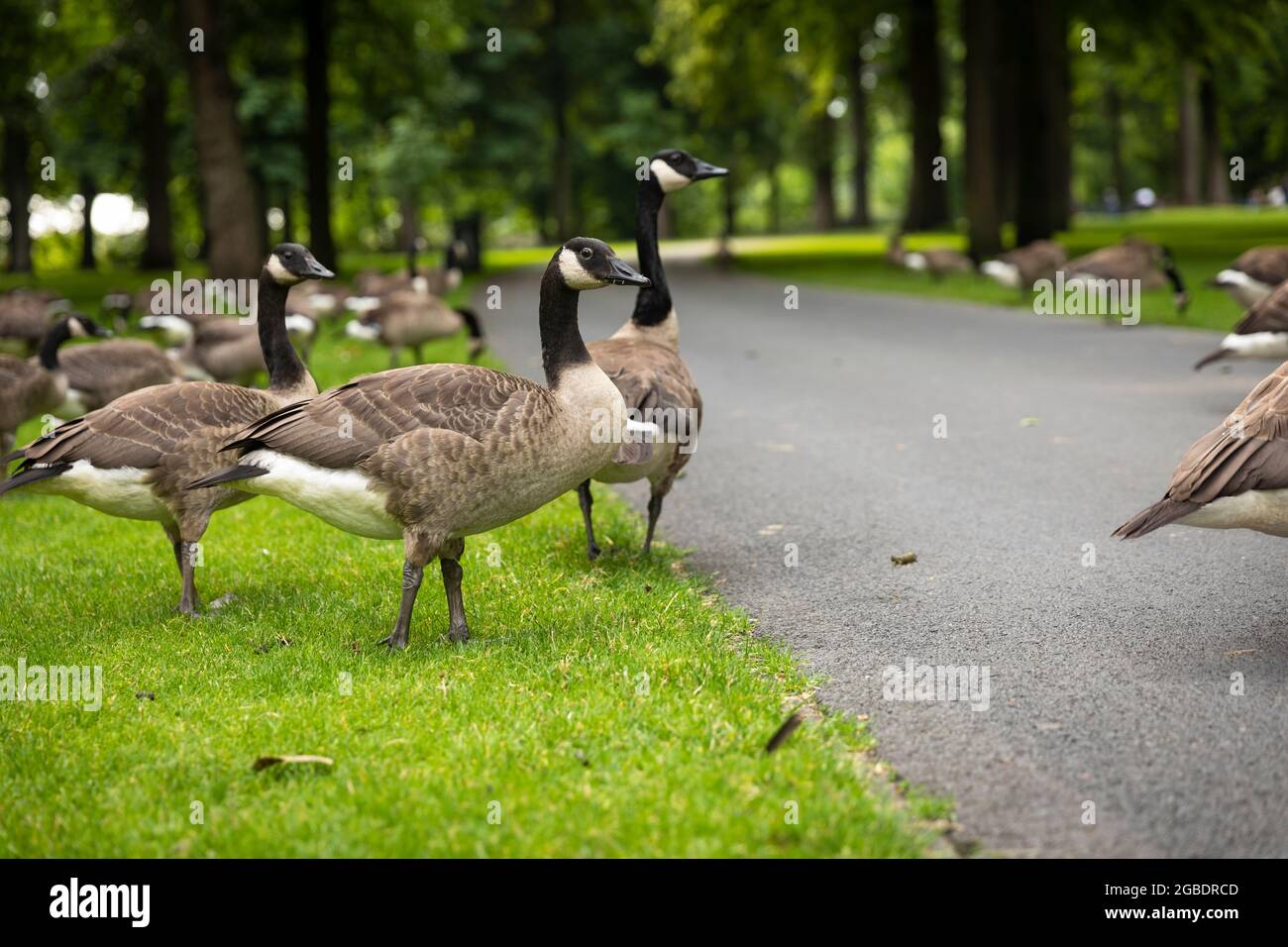 Valkenberg hi-res stock photography and images - Page 2 - Alamy