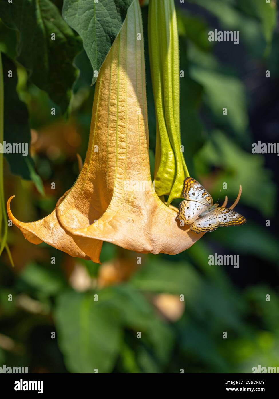 Whimsical Angel Design with Butterfly Pea Flowers Enchanted Garden Art  Installation Nighttime Magical Creativity Stock Illustration - Illustration  of tranquility, sculpture: 350936007, image size:975x1390