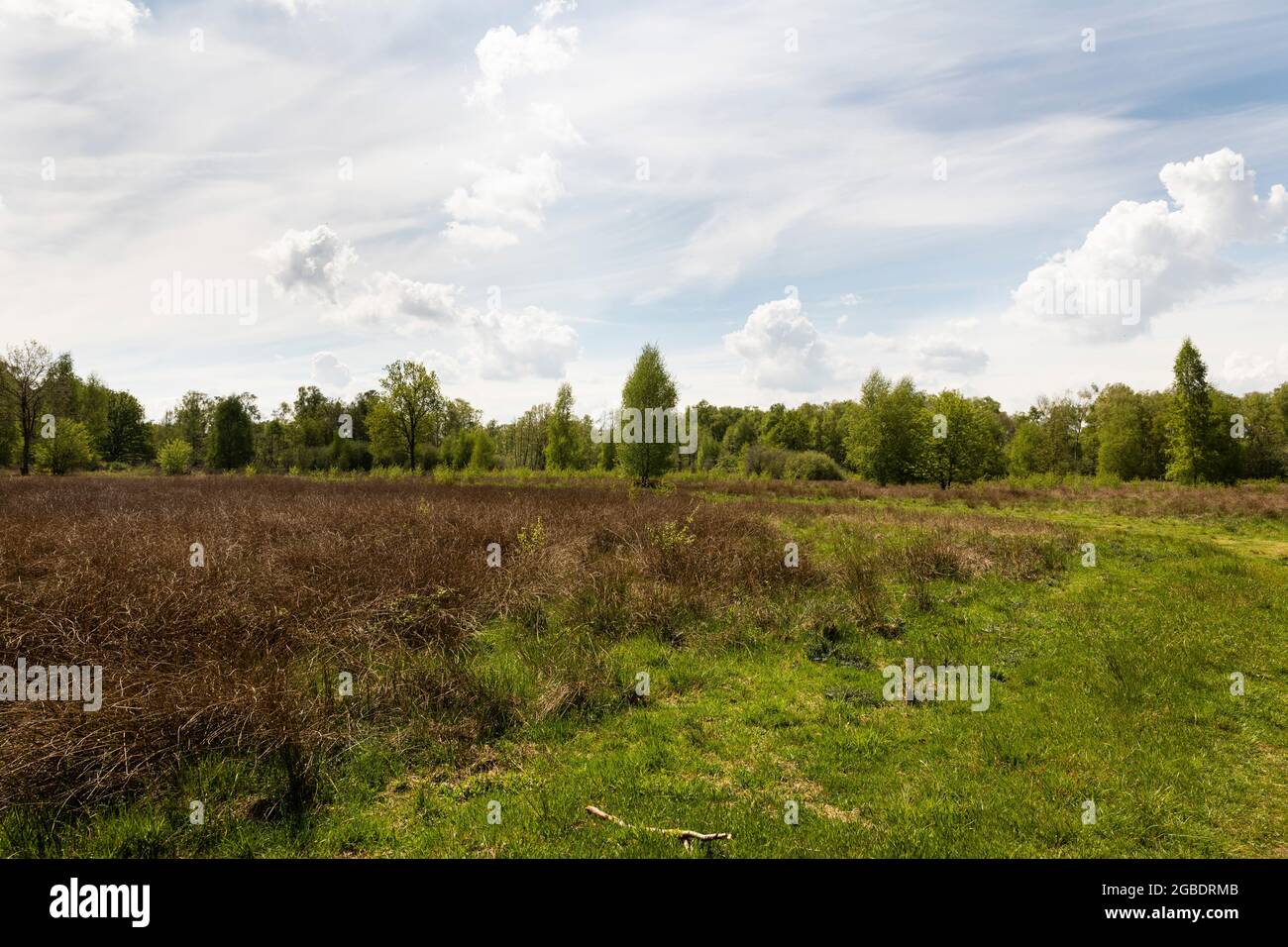 Moorland, peat area De Peel Dutch countryside in The Netherlands during