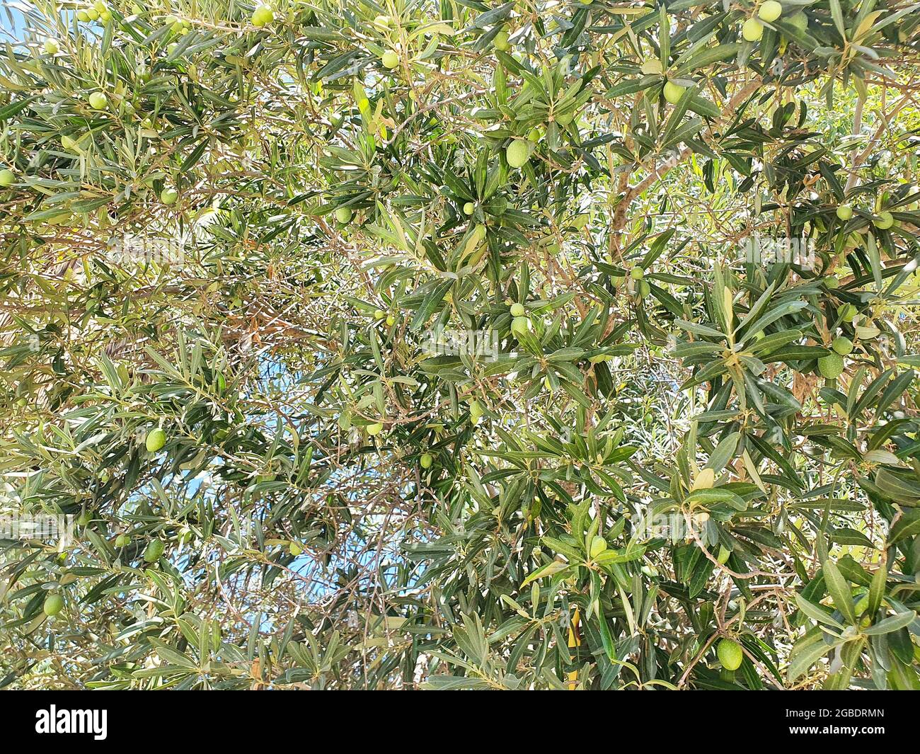 Green fruits of the olive tree. The fruits are large and will ripen soon in the warm summer sun. Stock Photo