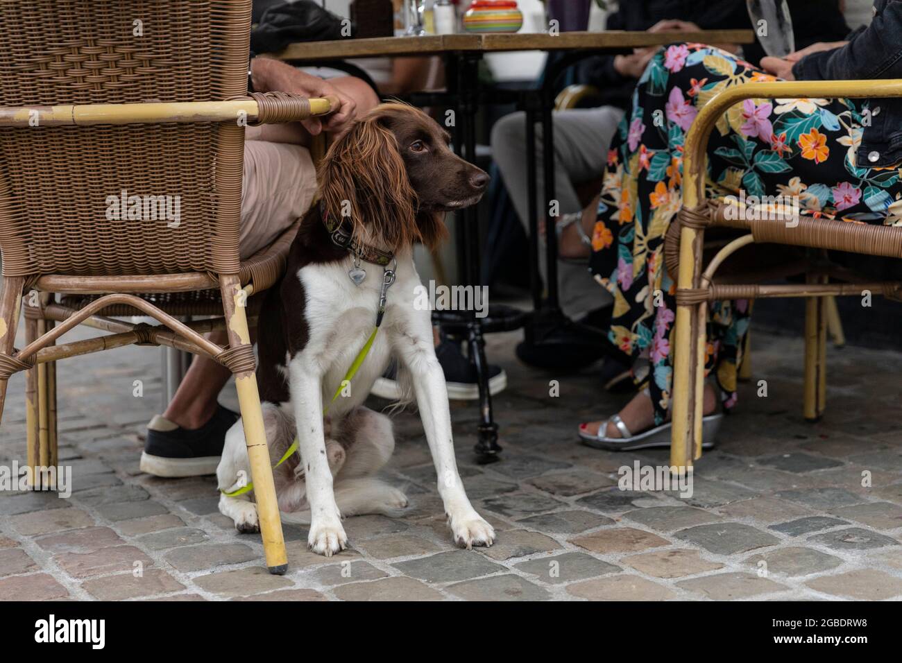 Drentse Patrijs or Dutch Partridge dog with a brown and white coat sitting next to his owners on a terrace while being on a leash in Limburg, The Neth Stock Photo