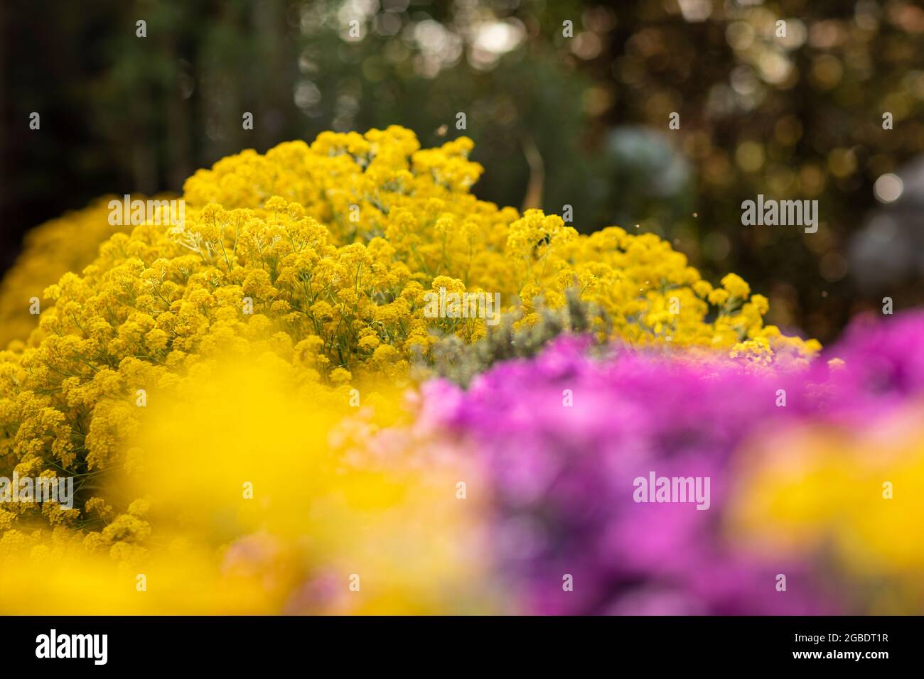 yellow golden aurinia saxatilis flowers and purple aubrieta cascade with lots of small petals beautifully blooming in a backyard garden surrounded by Stock Photo