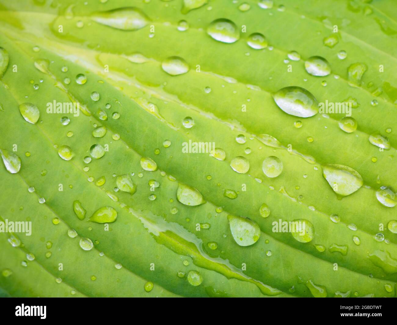 Rain water drops on green leaf macro Stock Photo