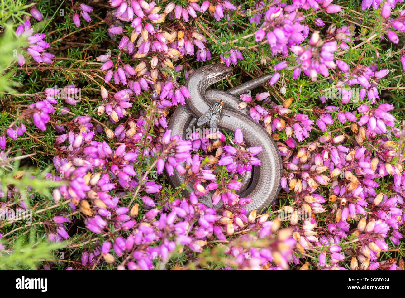 A slow worm (Anguis fragilis) basking in the morning sun on colourful bell heather (Erica cinerea) at Silchester Common in Hampshire, England, UK Stock Photo
