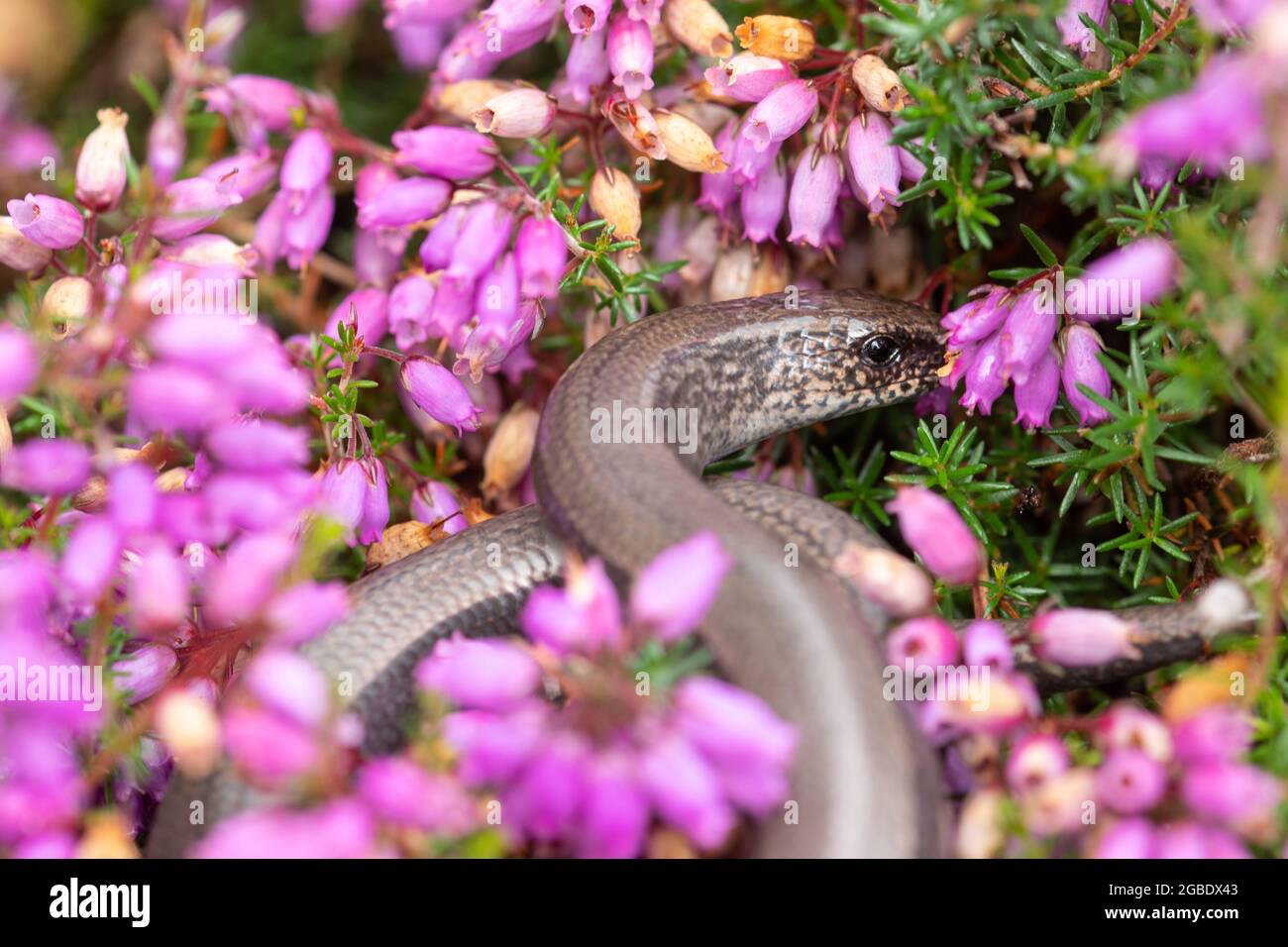 A slow worm (Anguis fragilis) basking in the morning sun on colourful bell heather (Erica cinerea) at Silchester Common in Hampshire, England, UK Stock Photo