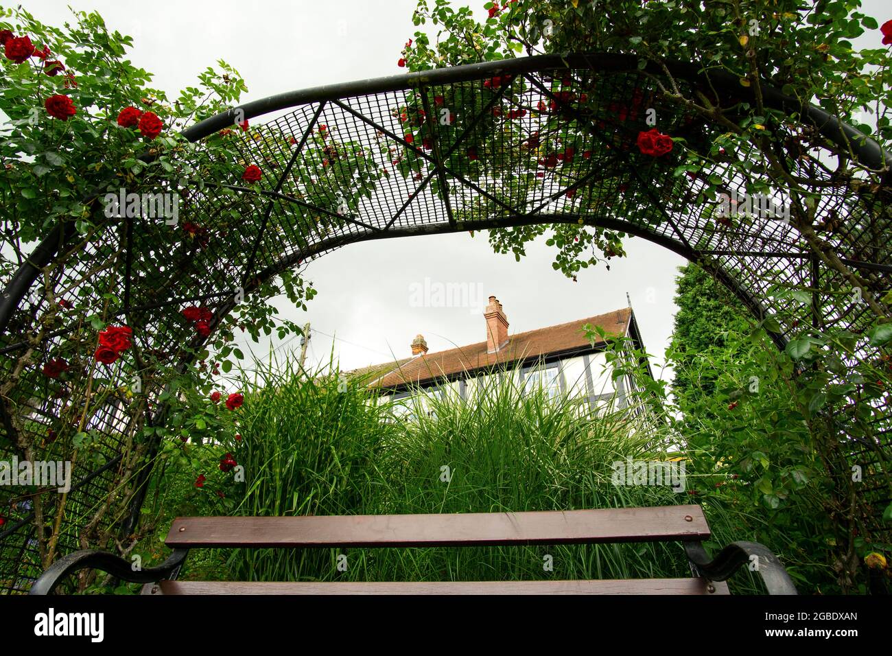 Climbing rose growing over an arched trellis Stock Photo Alamy