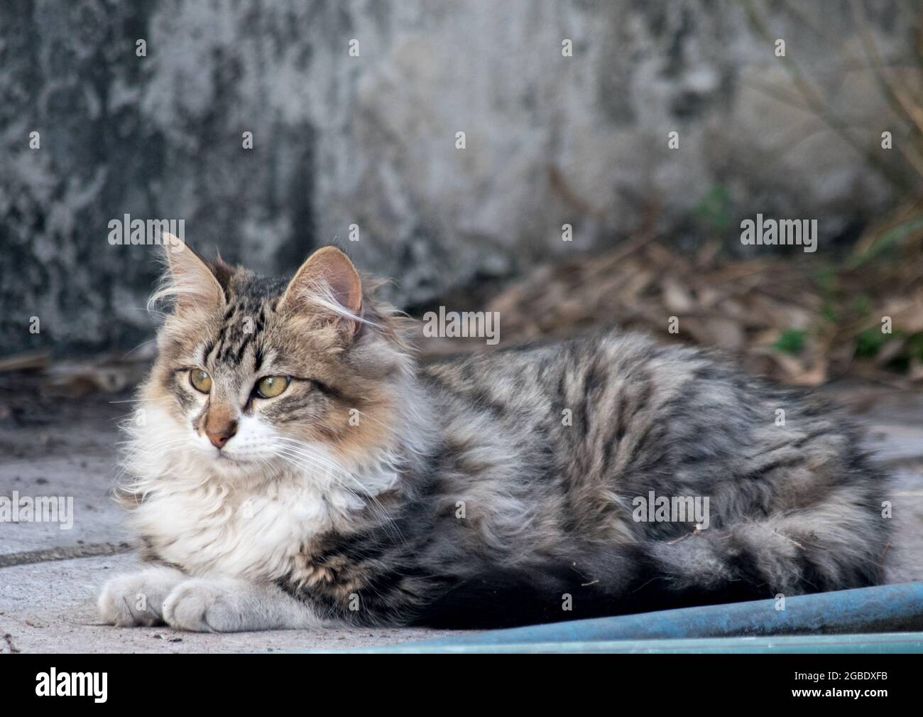 portrait of a tabby cat Stock Photo - Alamy