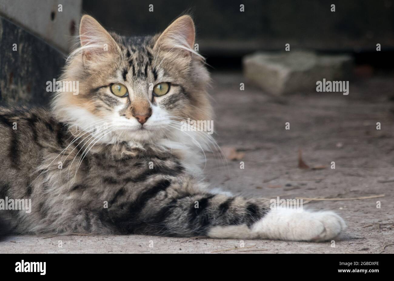 portrait of a tabby cat Stock Photo - Alamy
