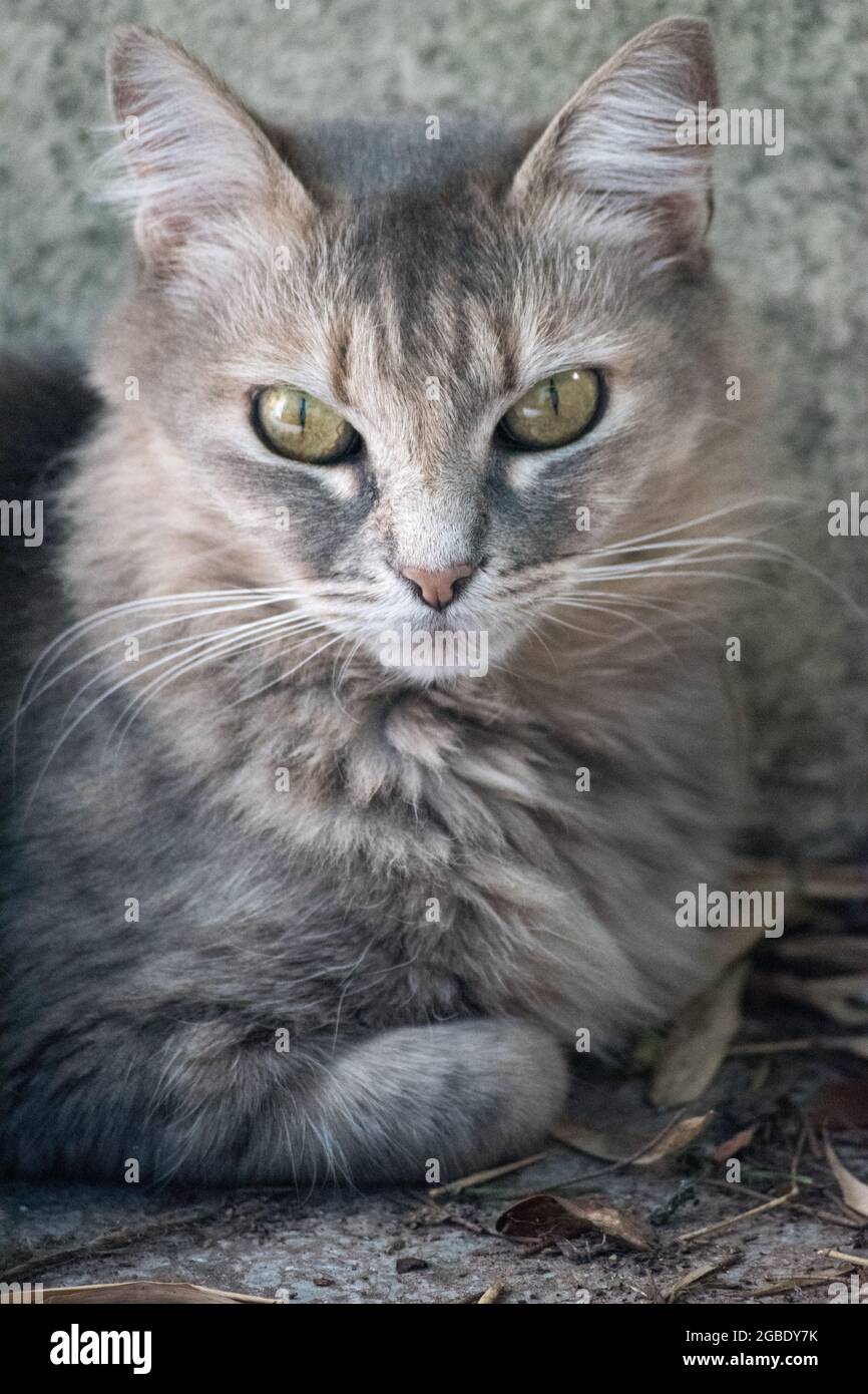 portrait of a tabby cat Stock Photo - Alamy