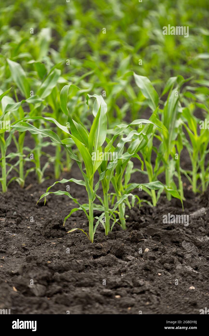 Green field of young corn with clean rows Stock Photo - Alamy