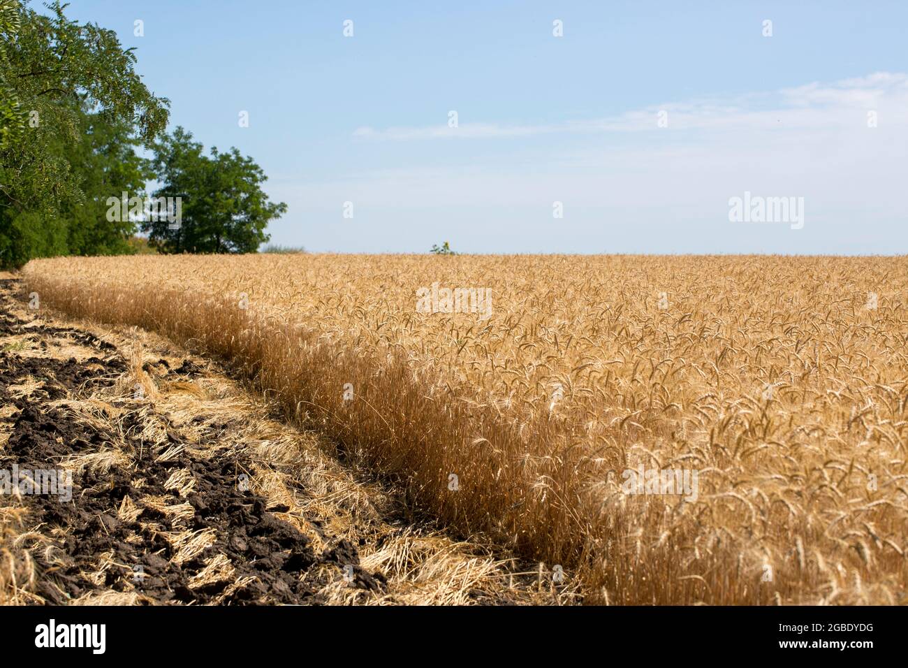 Wheat field before the harvest in the middle of summer Stock Photo - Alamy