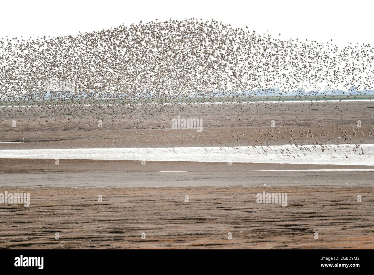 3rd of August 2021. The spectacle of Knots flying over The Wash at Snettisham always brings out the bird watchers. This however is not known as a murmuration, that applies to starlings. Stock Photo