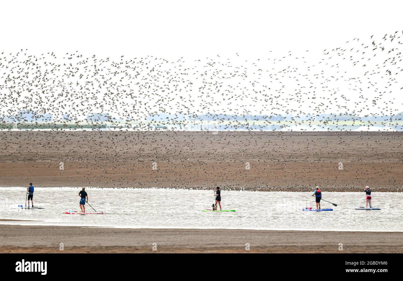 3rd of August 2021. The spectacle of Knots flying over The Wash at Snettisham always brings out the bird watchers. This however is not known as a murmuration, that applies to starlings. Stock Photo