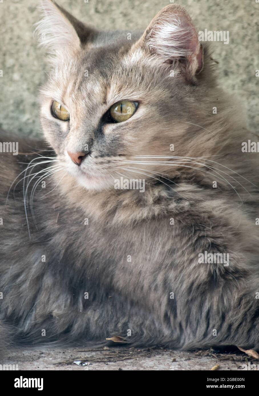 portrait of a tabby cat Stock Photo - Alamy