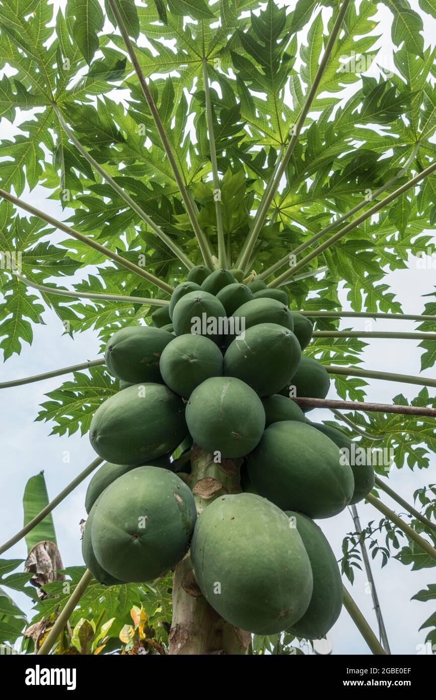 Papaya (Carica papaya) fruit on the tree in Costa Rica Stock Photo Alamy