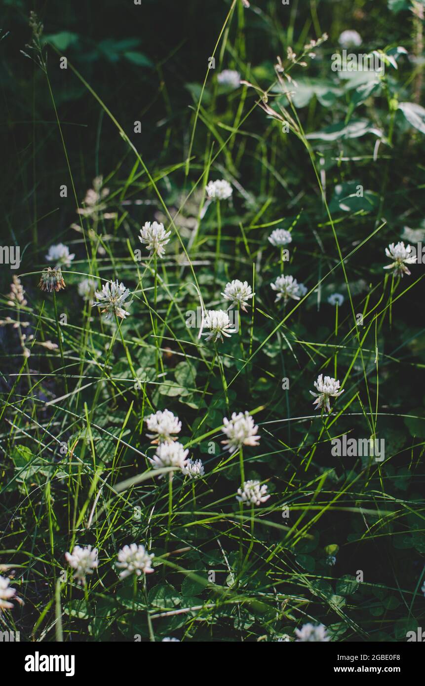 little-white-flowers-growing-in-tall-grass-stock-photo-alamy