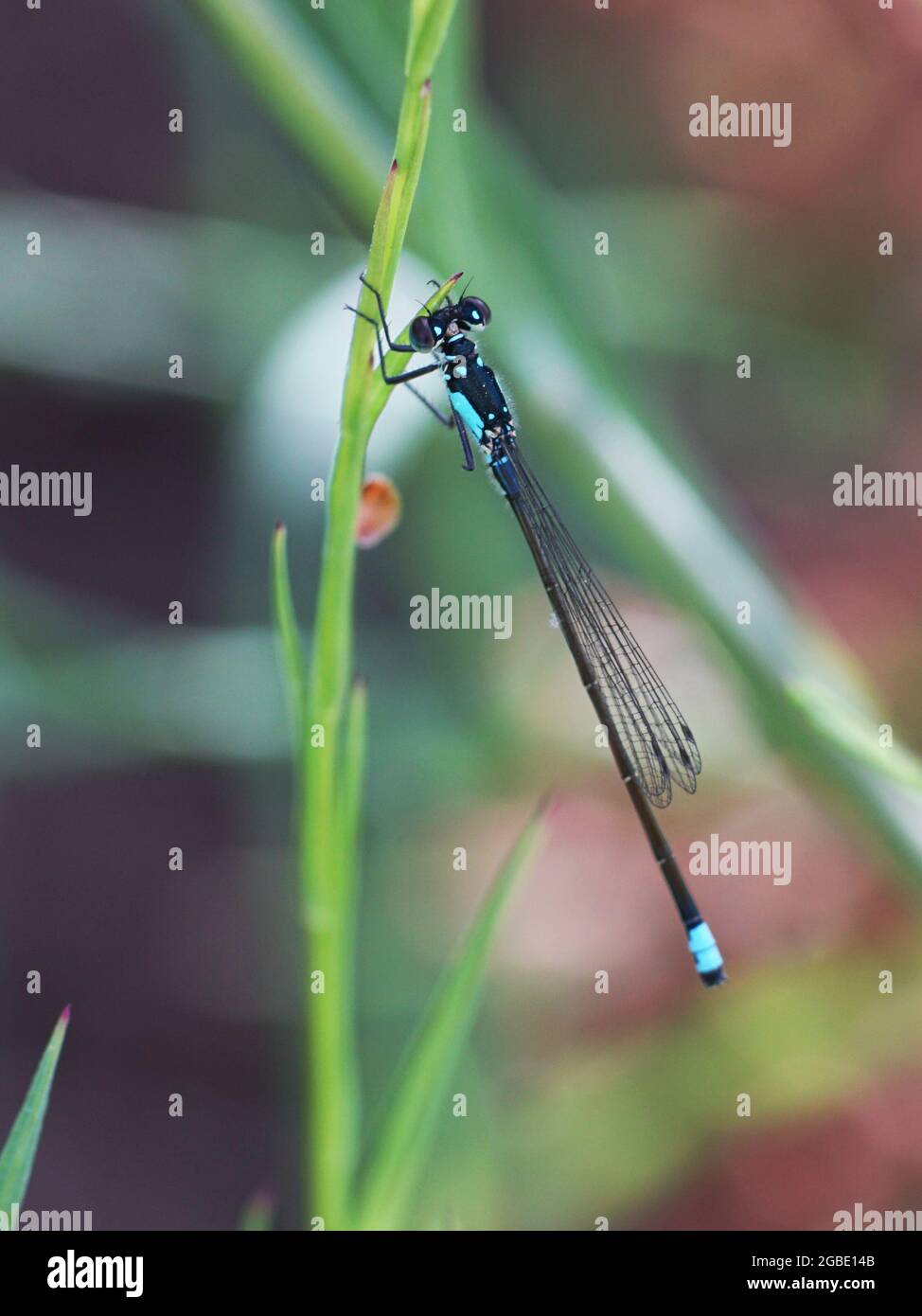 Blue Damselfly clinging to a marsh reed Stock Photo - Alamy