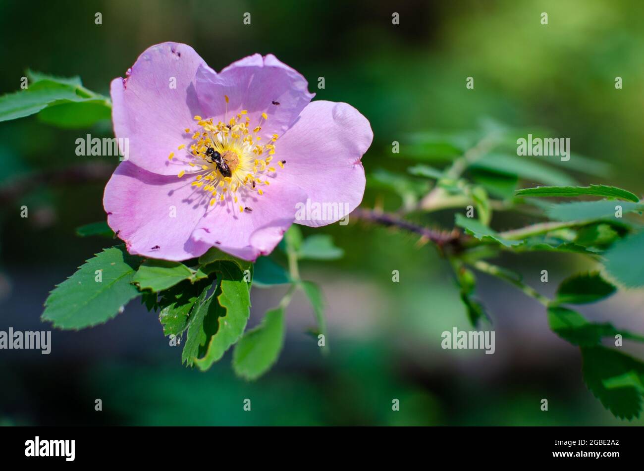 Wild prairie rose with insects collecting pollen Stock Photo