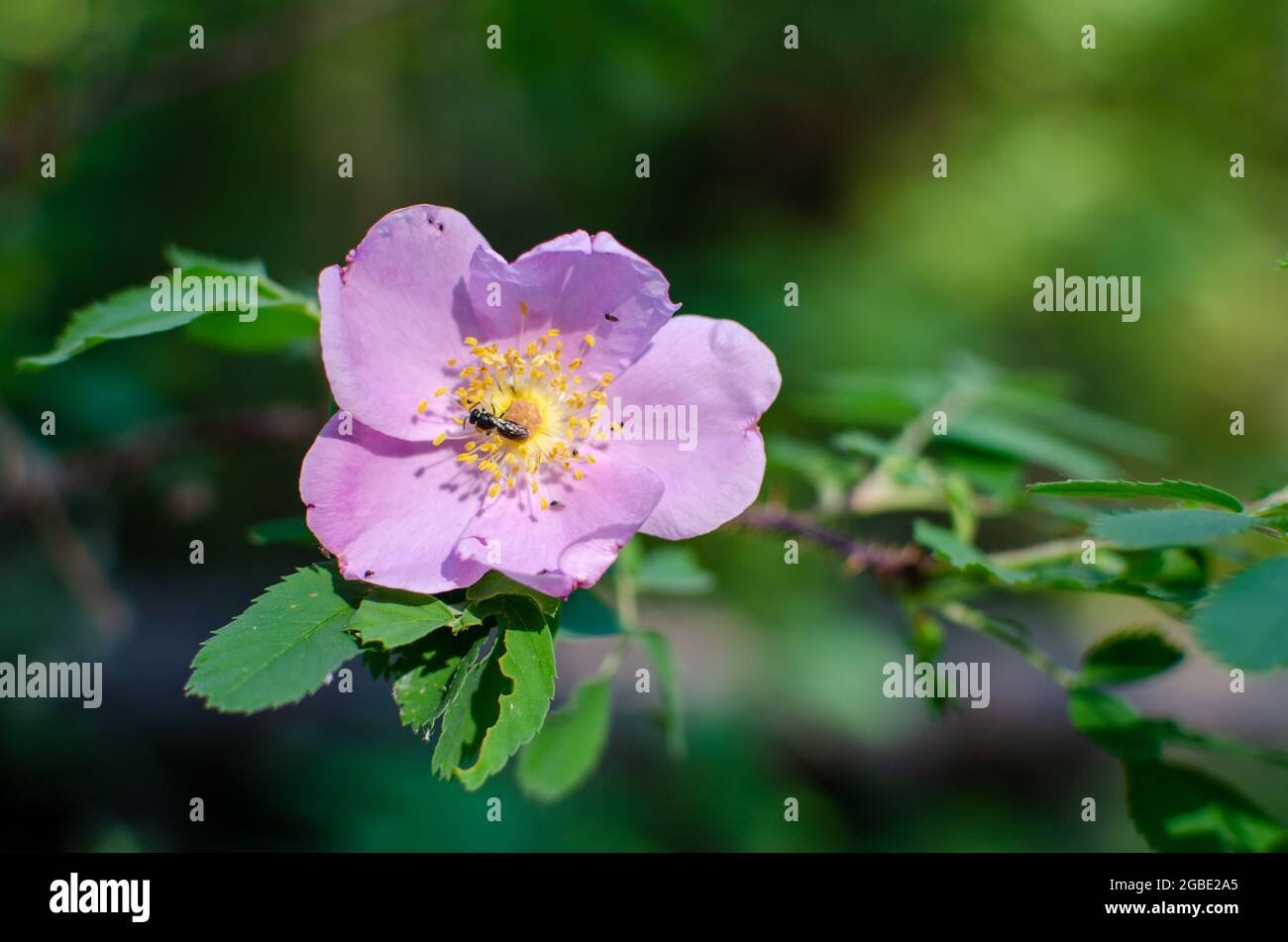 Wild prairie rose with insects collecting pollen Stock Photo