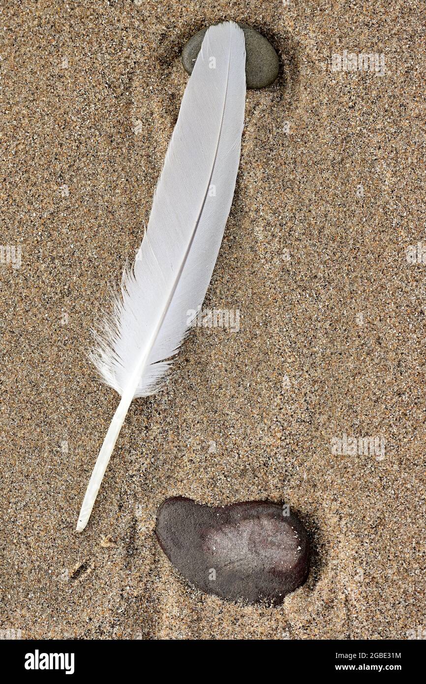 White gull feather on a beach Stock Photo