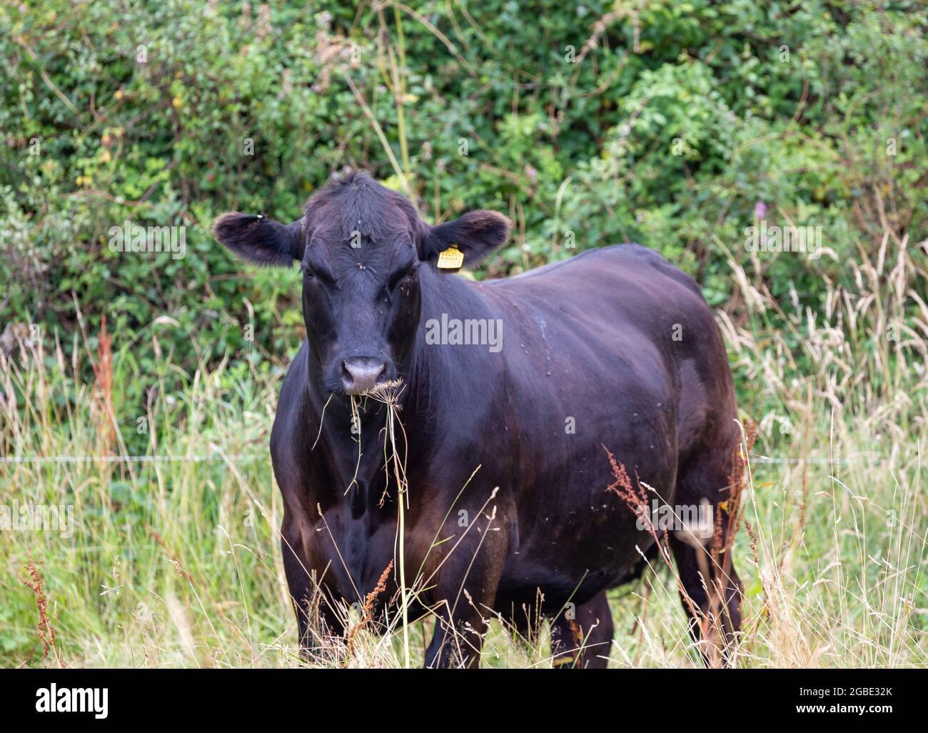 Aberdeen angus cow nose close up hi-res stock photography and images ...